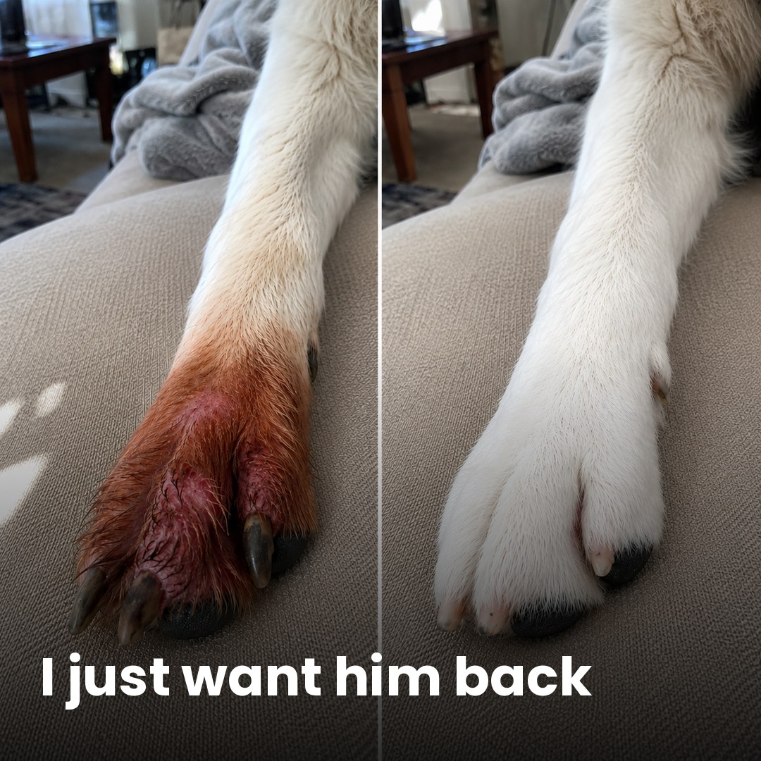 Amber Monroe Facebook ad: If your dog's allergies never end, read this