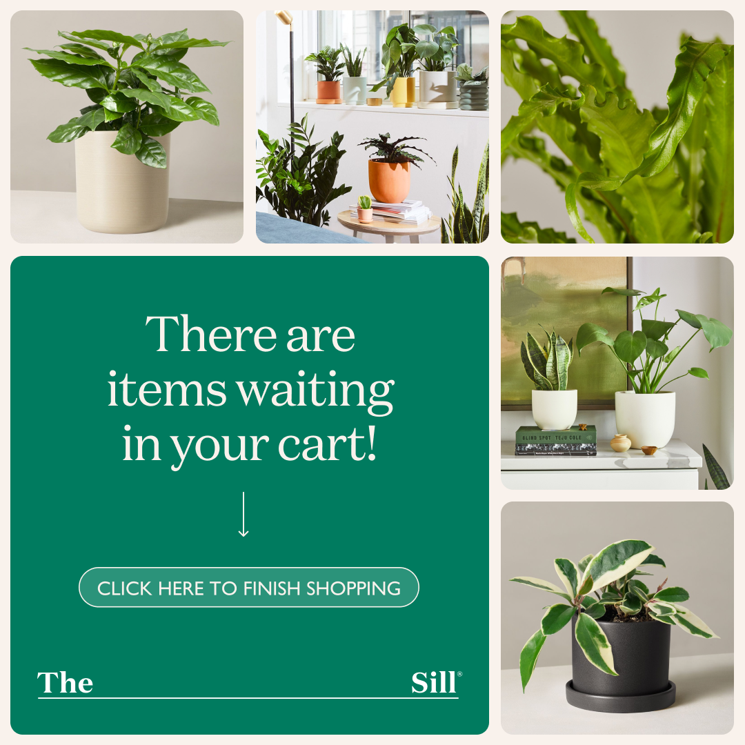 The Sill Facebook ad