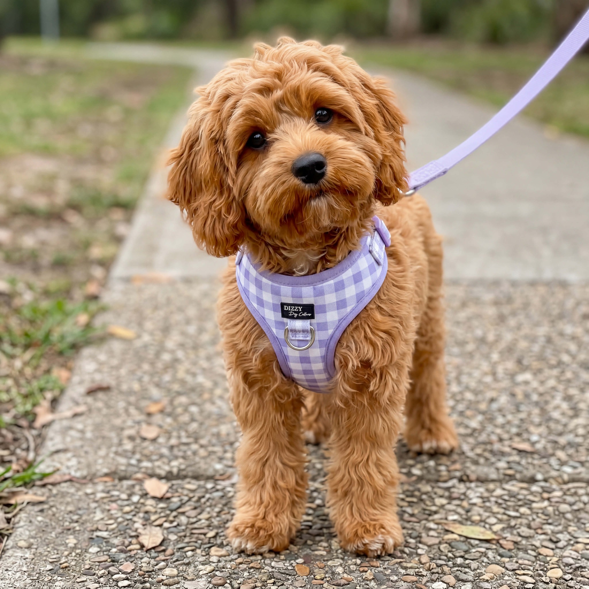 Dizzy Dog Collars Facebook ad