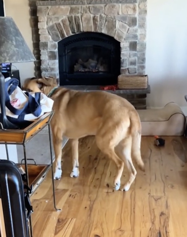 Sarah Hobson Facebook ad: Read if you're watching your dog limp and feeling helpless