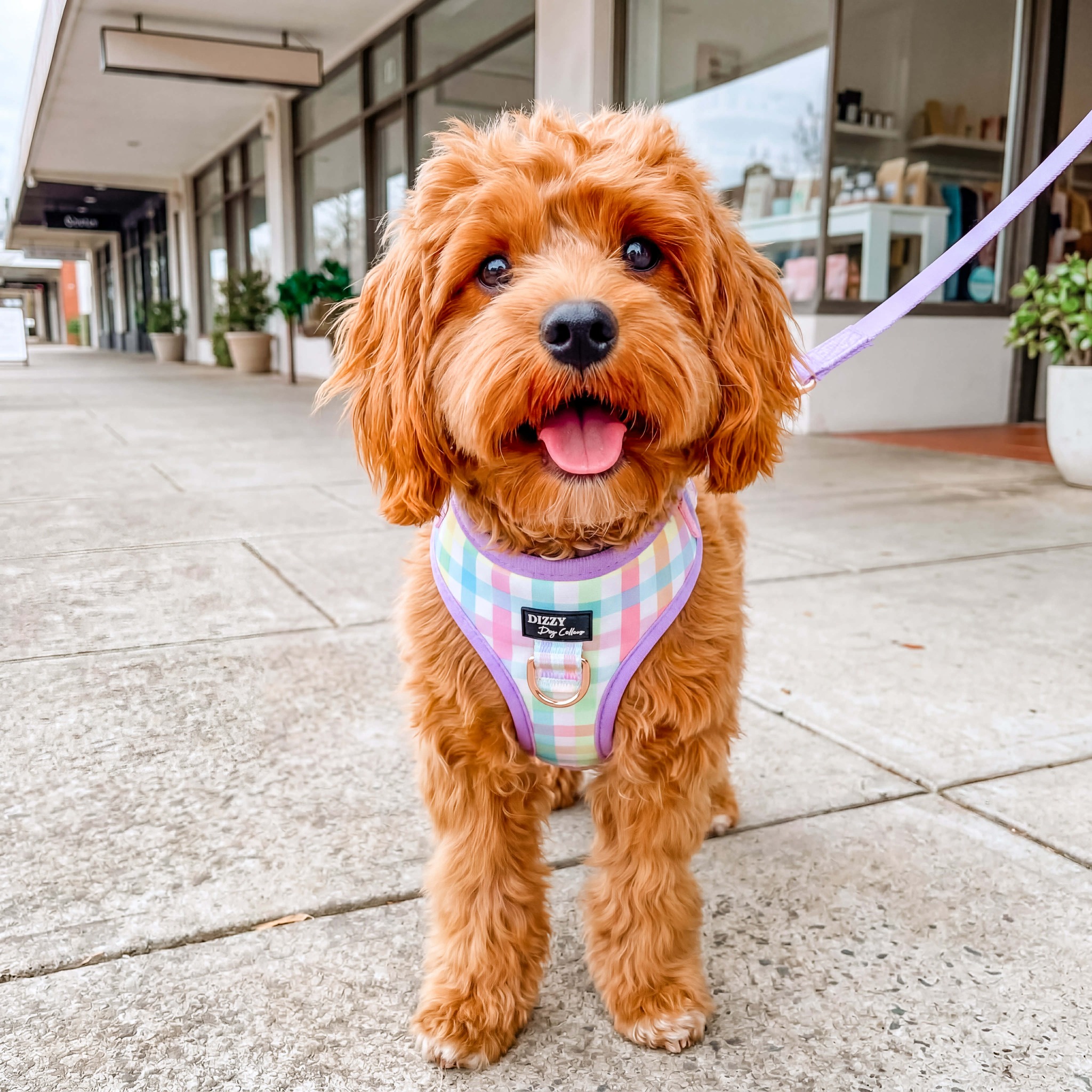 Dizzy Dog Collars Facebook ad