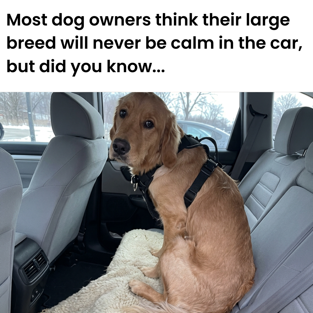We Who Love Dogs Facebook ad: Read this if your dog rides in the back seat