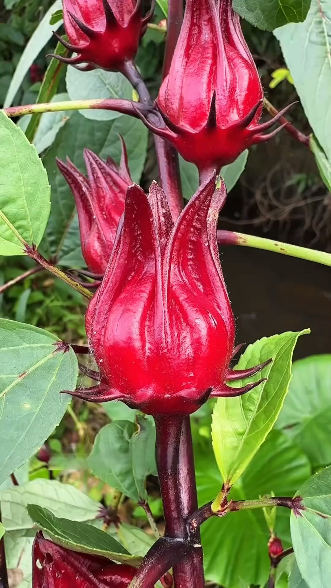 Philippine Agricultural Seeds Facebook ad: Plant once, harvest all year round; easy to grow and…
