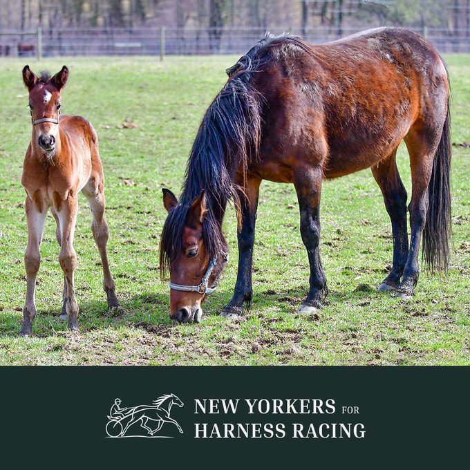 New Yorkers for Harness Racing Facebook ad: Caring for Our Horses