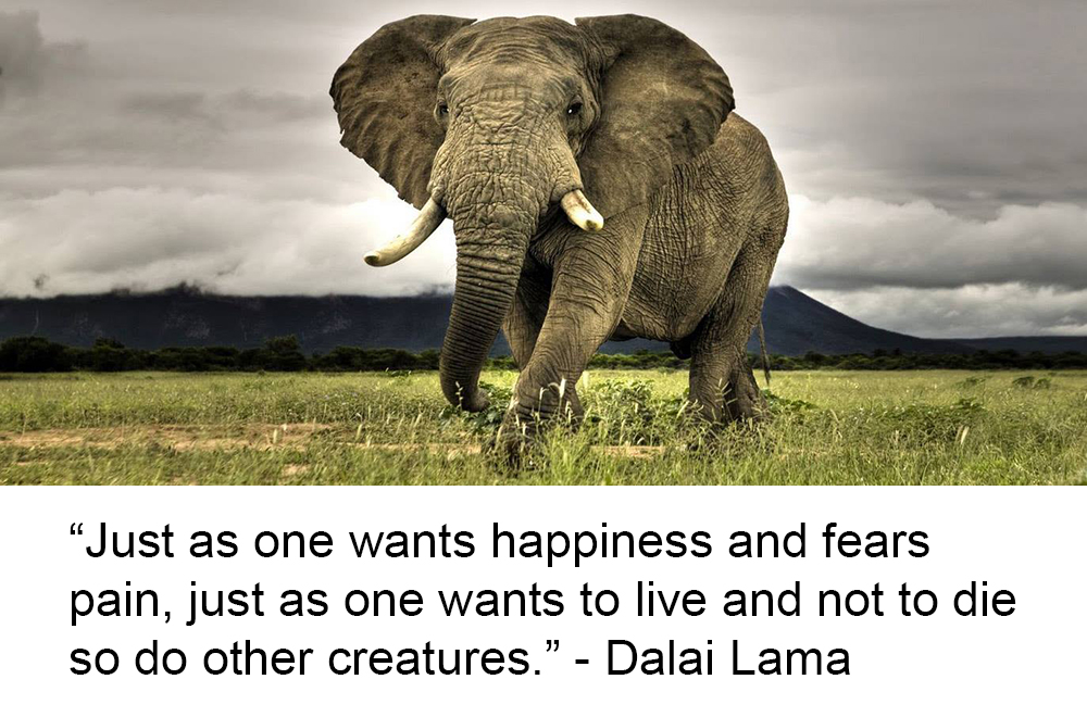 Animal Matters Facebook ad