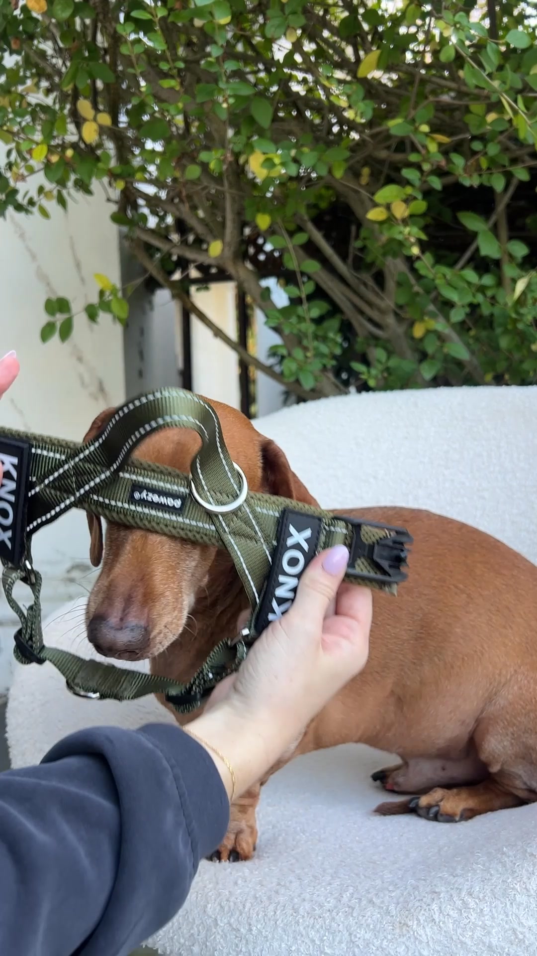 Pawezy Facebook ad: EasyFit No-Pull Dog Walking Kits