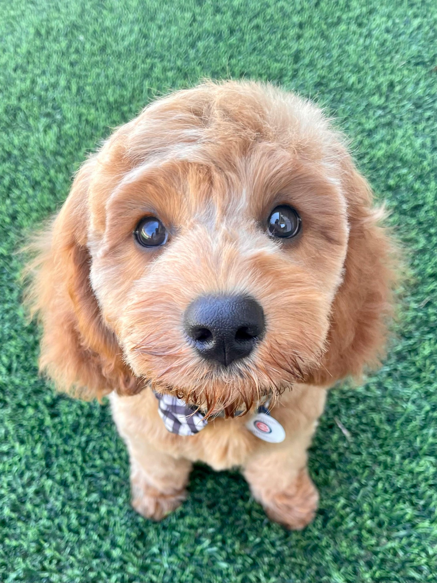 Healthy Pet Parents Facebook ad