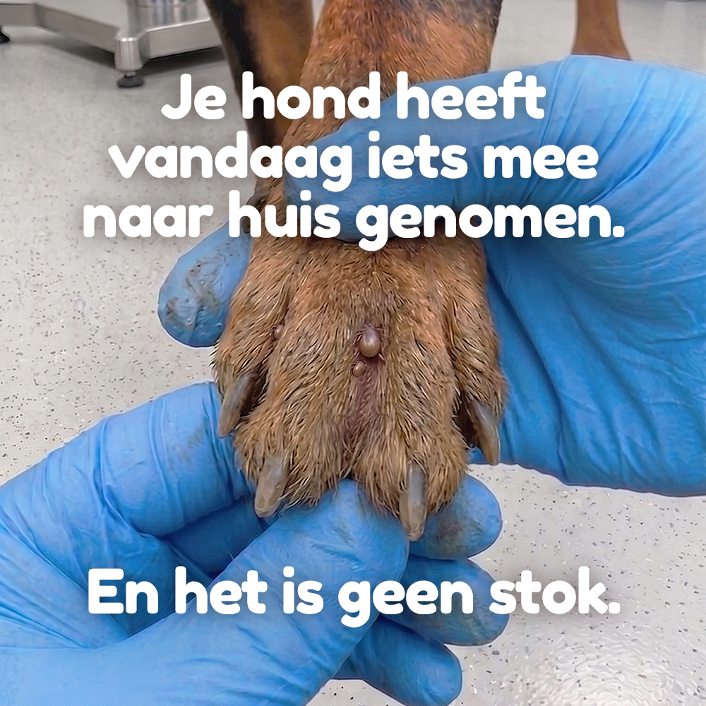 TraumaPet Facebook ad