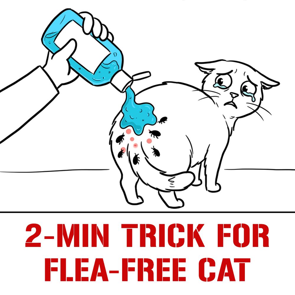 Flea Secrets Facebook ad