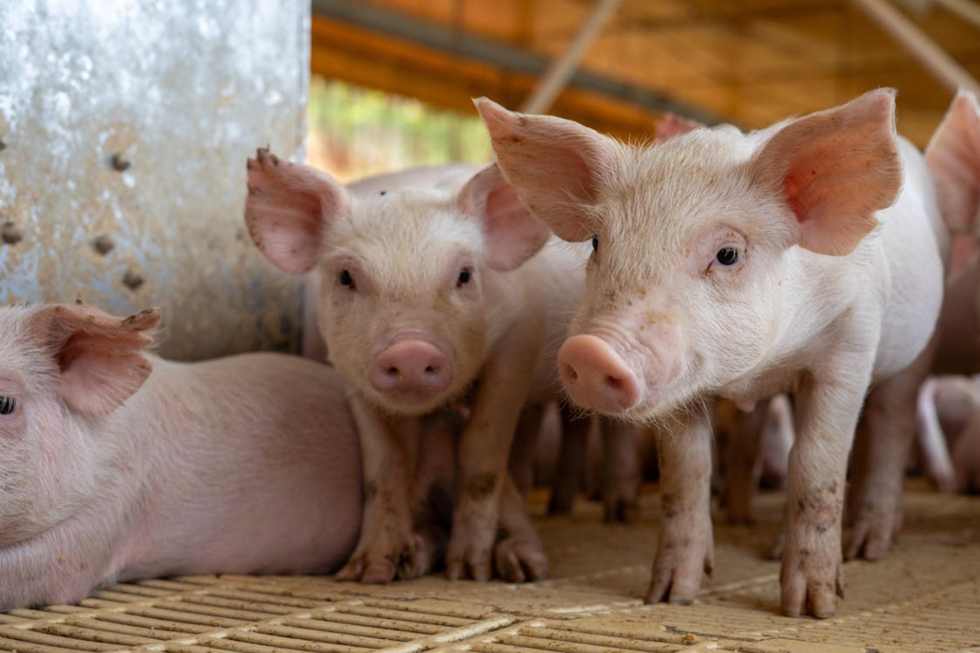 Central Life Sciences - ClariFly Larvicide Facebook ad: Season-Long Fly Control Strategies for Swine Operations &…