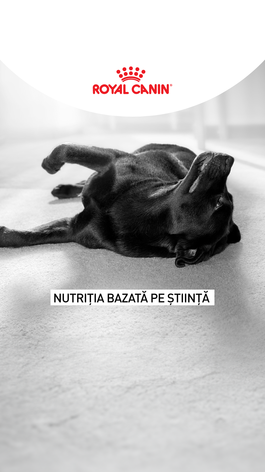 Royal Canin Facebook ad from Jun 11, 2026