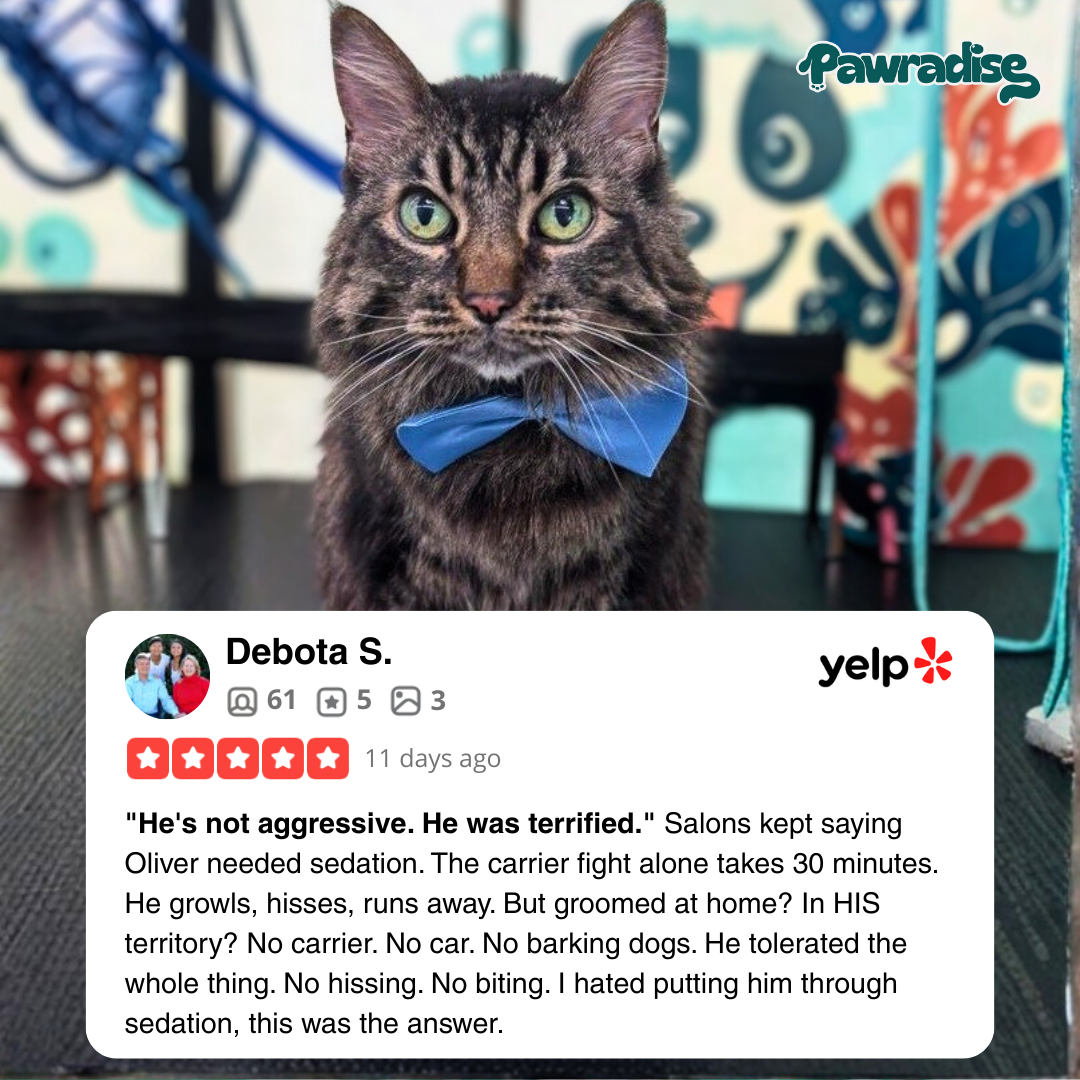 Pawradisego Mobile Grooming Facebook ad: Stress-Free Cat Grooming, Now at Your Doorstep