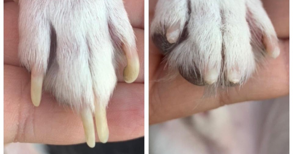 Pampered Paws Mobile Peticures LLC Facebook ad