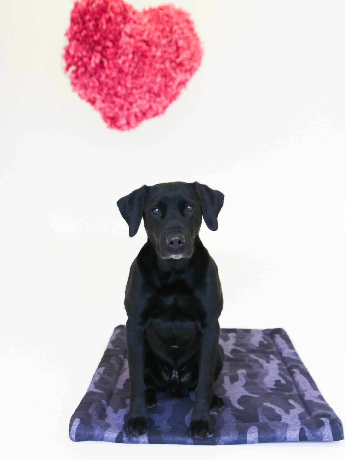 Black Lab Brands Facebook ad