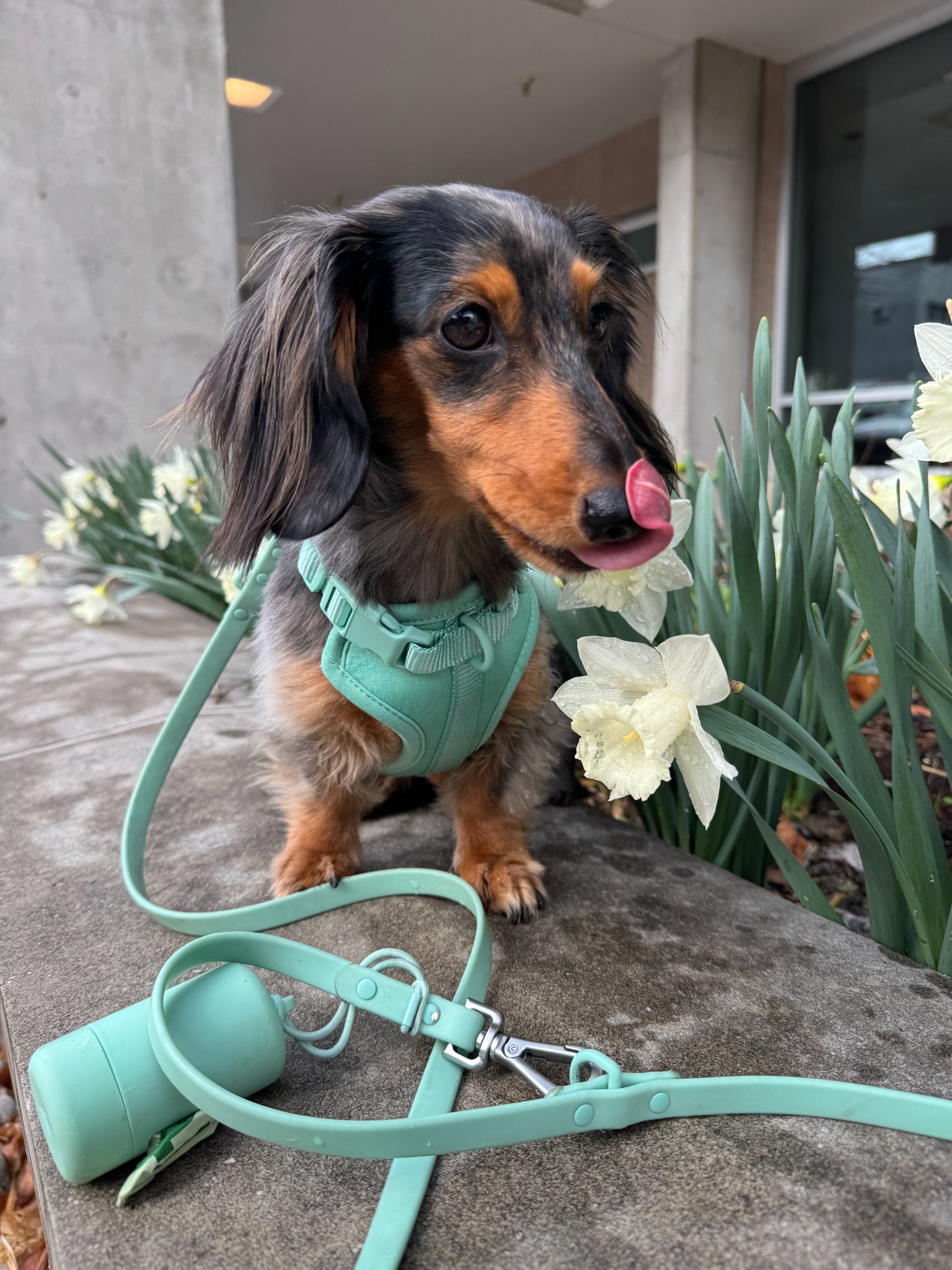 Puppy Parents Facebook ad
