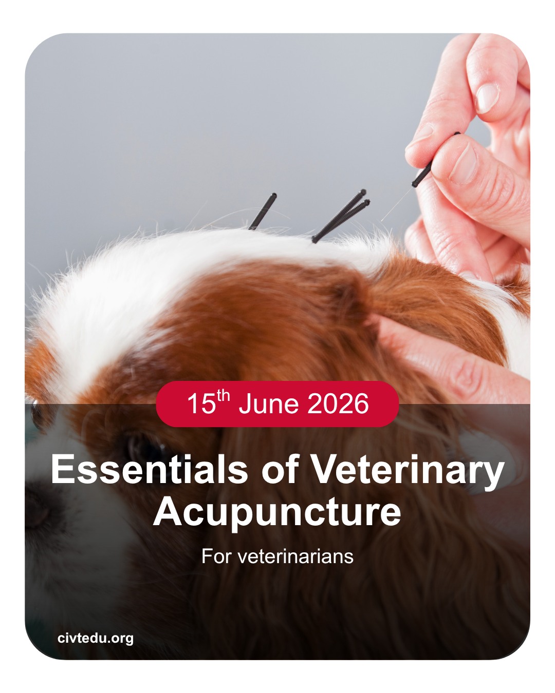 College of Integrative Veterinary Therapies Facebook ad