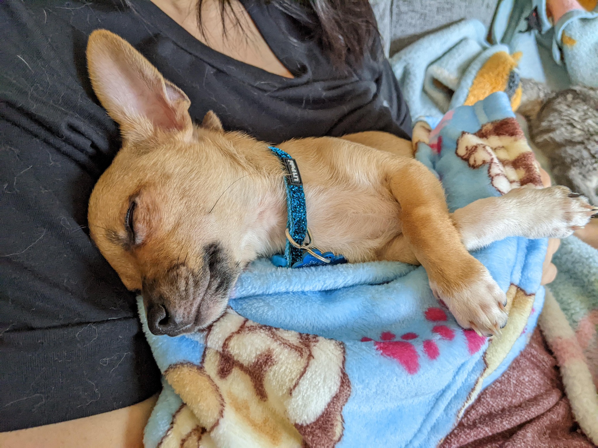 Pawdrate Facebook ad: The $1,4000 Mistake Every Grieving Pet Owner Makes.