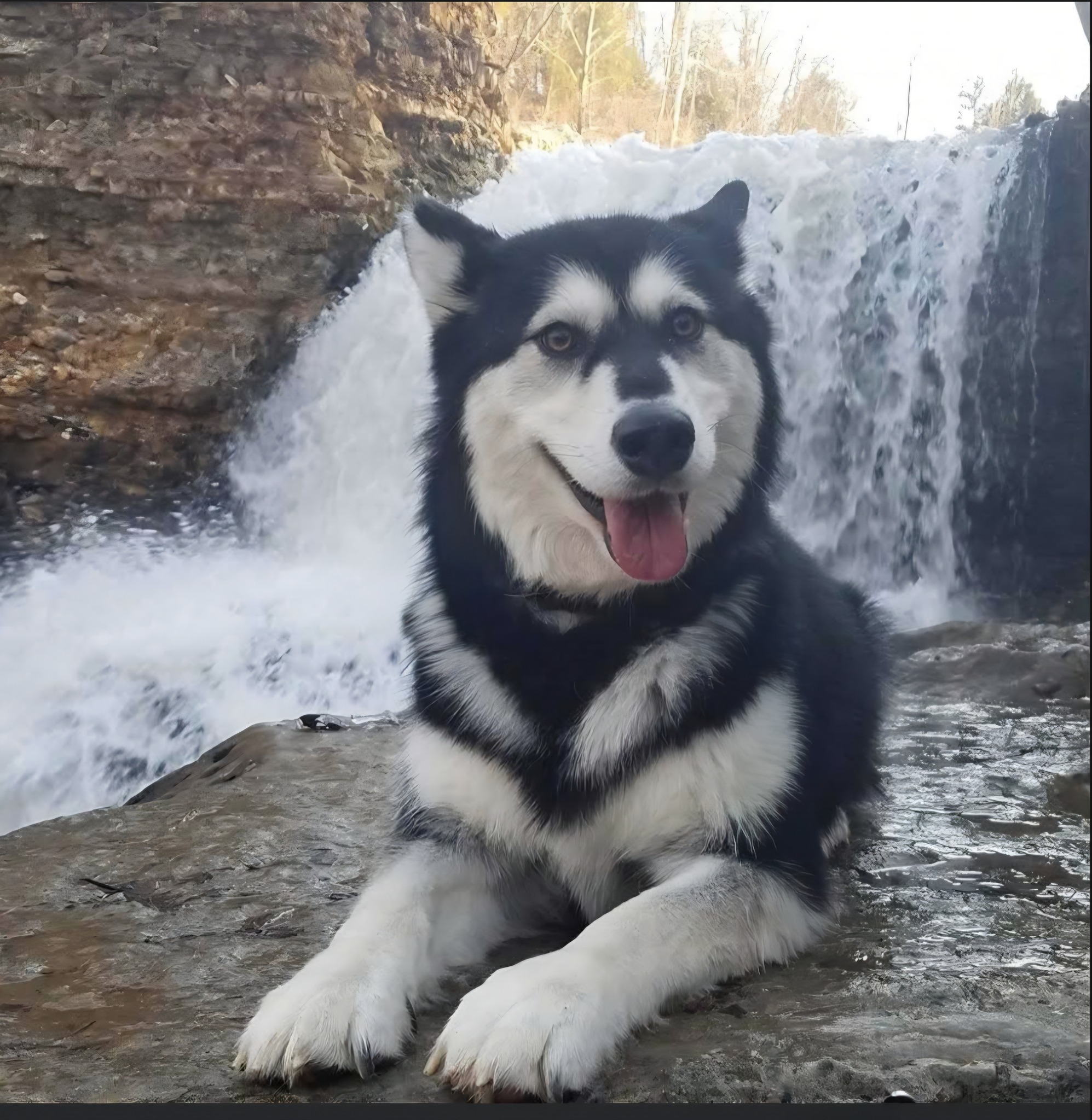 My Healing Journey With Molly, The Alaskan Malamute Service Dog Facebook ad: Lights, Camera, Action!