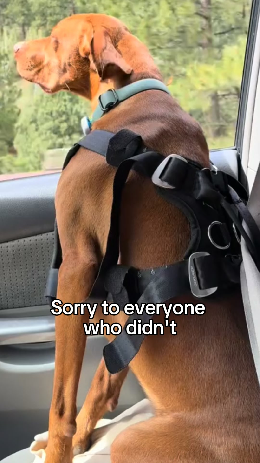 Pawpy Stuff Facebook ad: More space. Clean seats. Comfy dog!