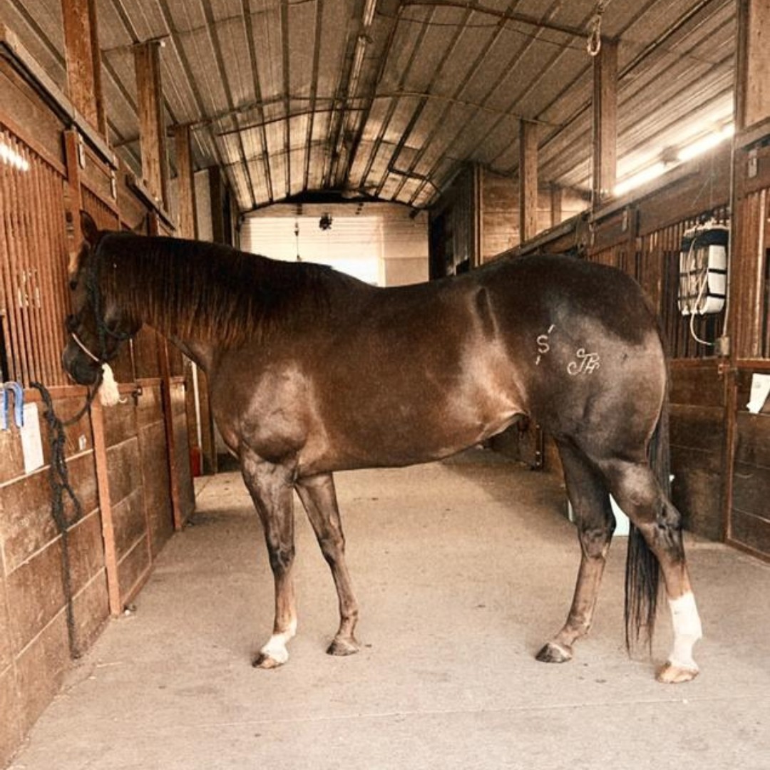 Nutrena Feed Facebook ad: See the Difference: Horse Feed Trial