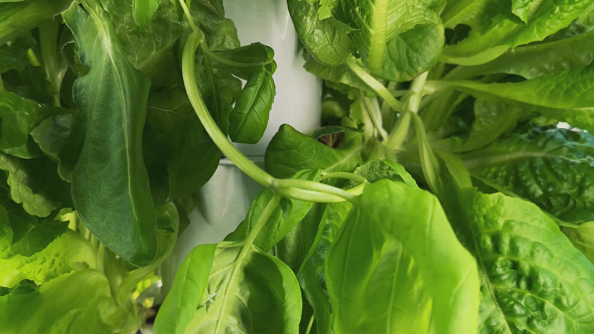 Hydra Tower Facebook ad: Grow Fresh Food At Home, 365 Days A…