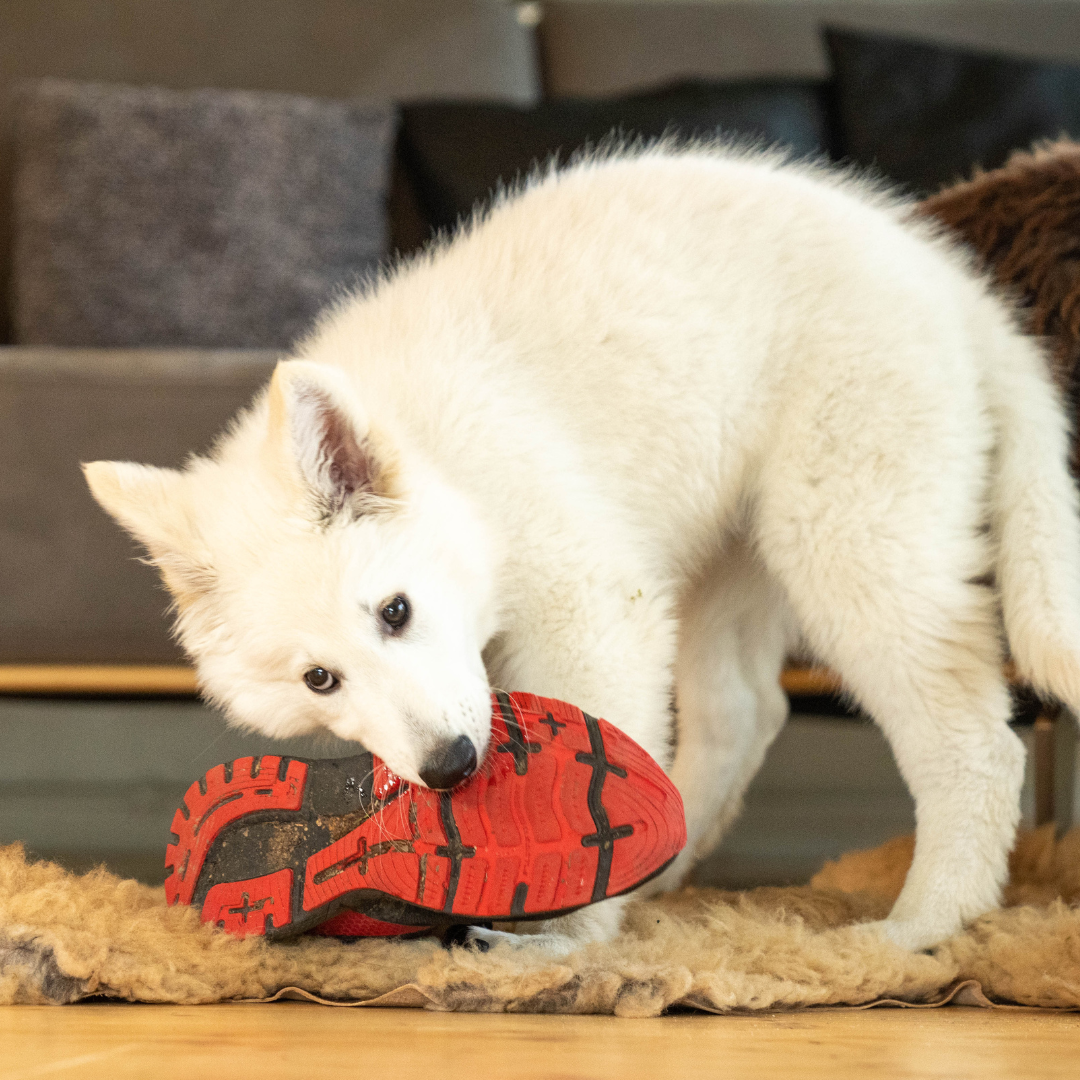 Doguniversity.de Facebook ad