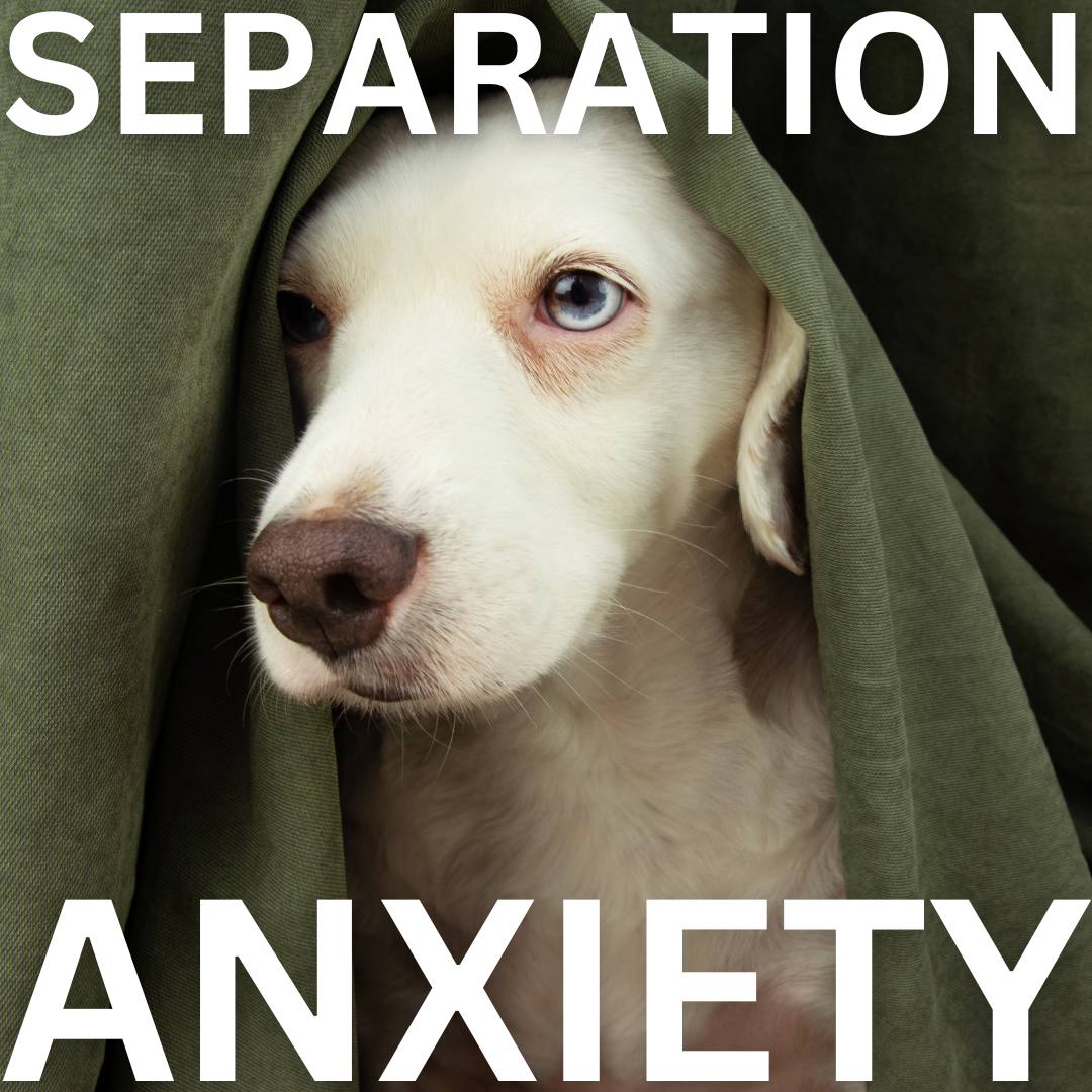 Beautifully Behaved Facebook ad: Expert Separation Anxiety Training