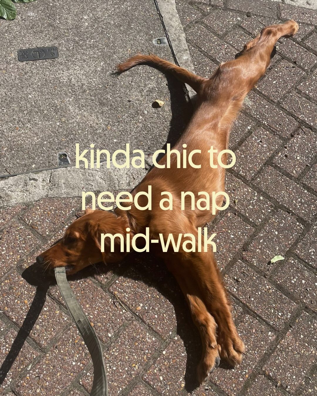 tails.com Facebook ad: Kinda chic energy only.