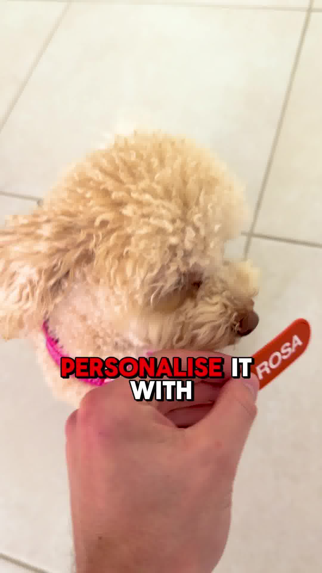 EzyDog Facebook ad from Jan 22, 2026