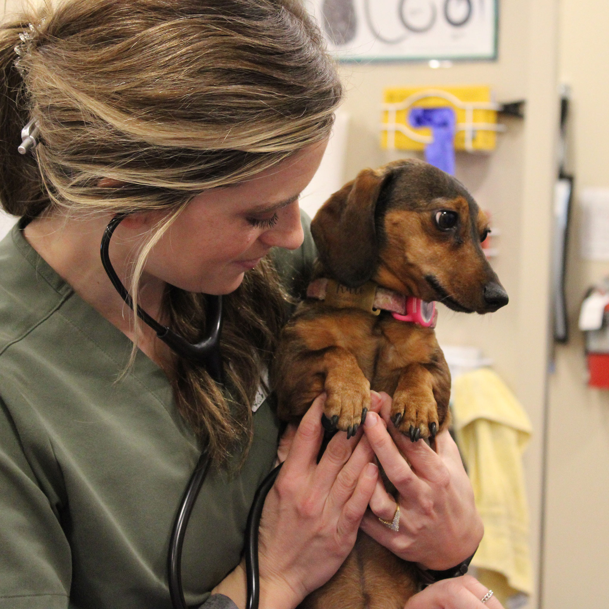 Valley Animal Hospital Facebook ad from Mar 24, 2026