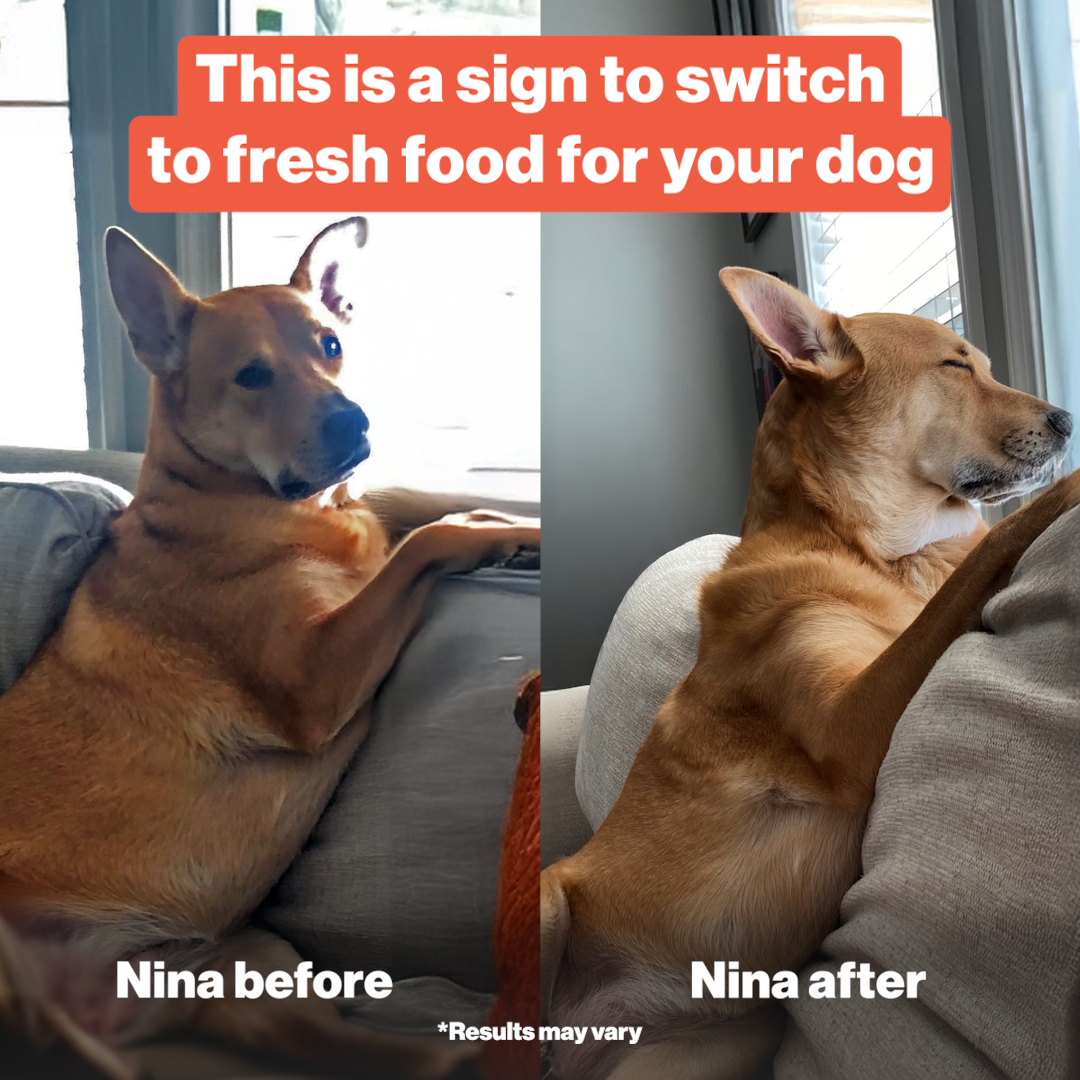 The Farmer's Dog Facebook ad