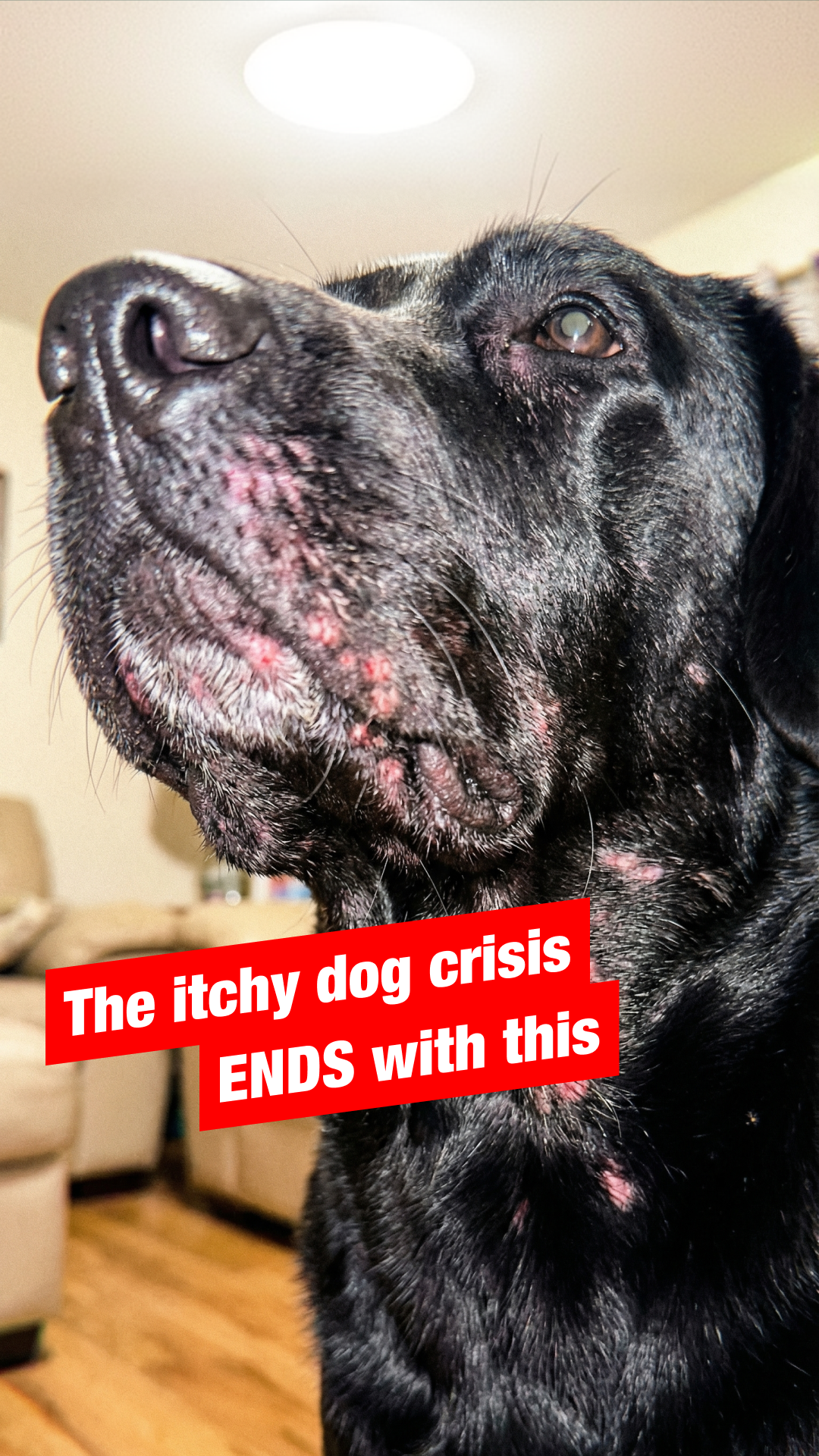 Everyday Pet Health Facebook ad