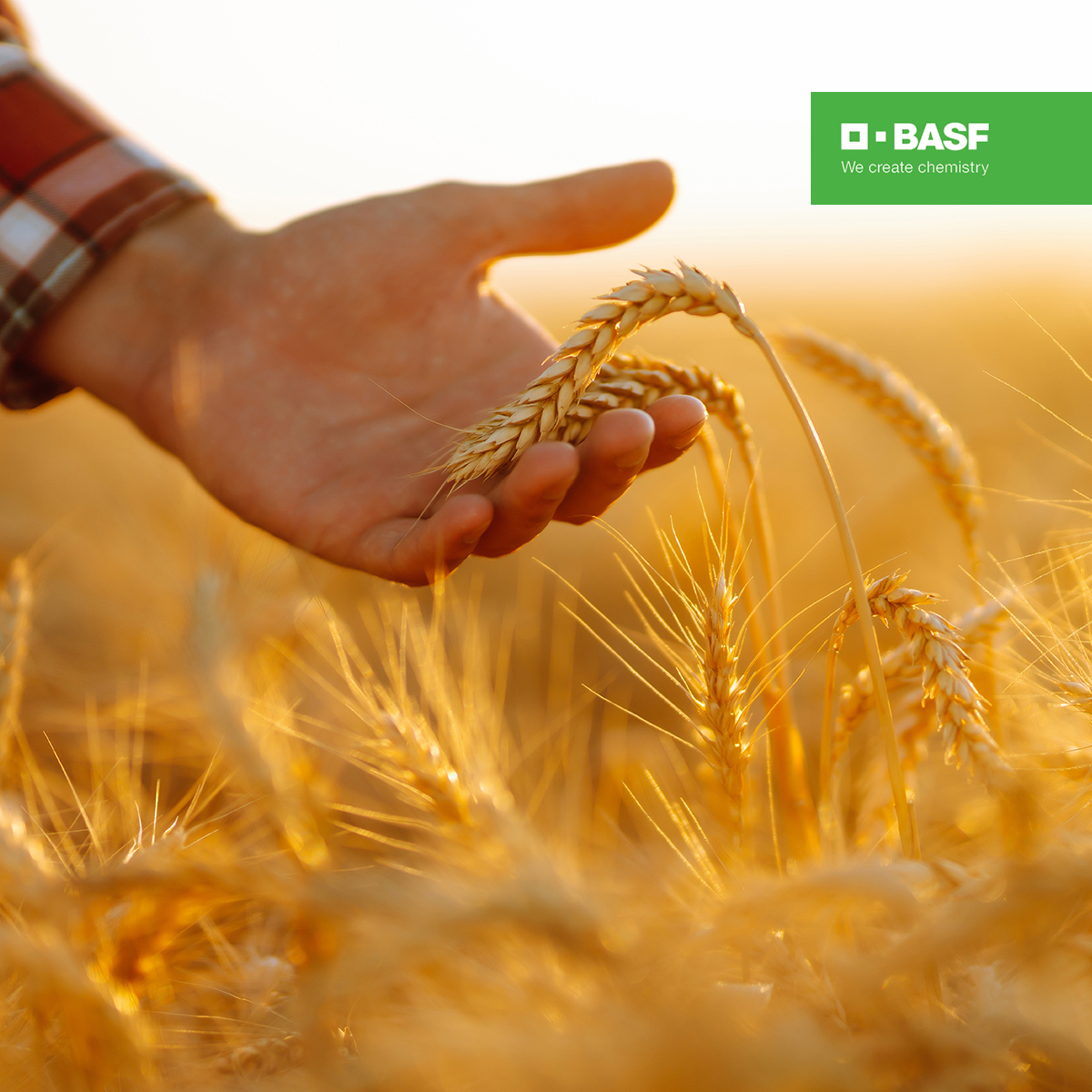 BASF Agricultural Solutions Facebook ad