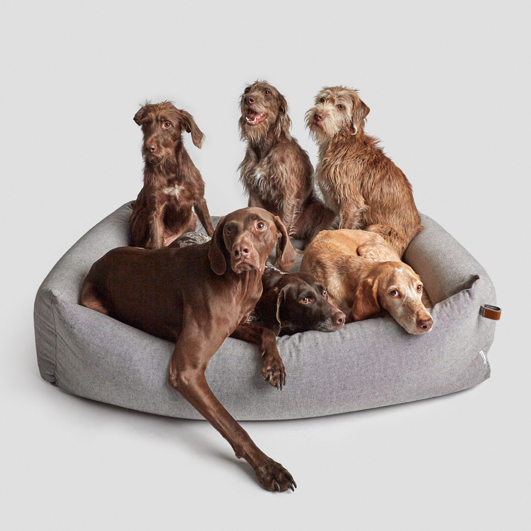 Ginger and Bear Facebook ad: For dogs who deserve more than ordinary: premium…