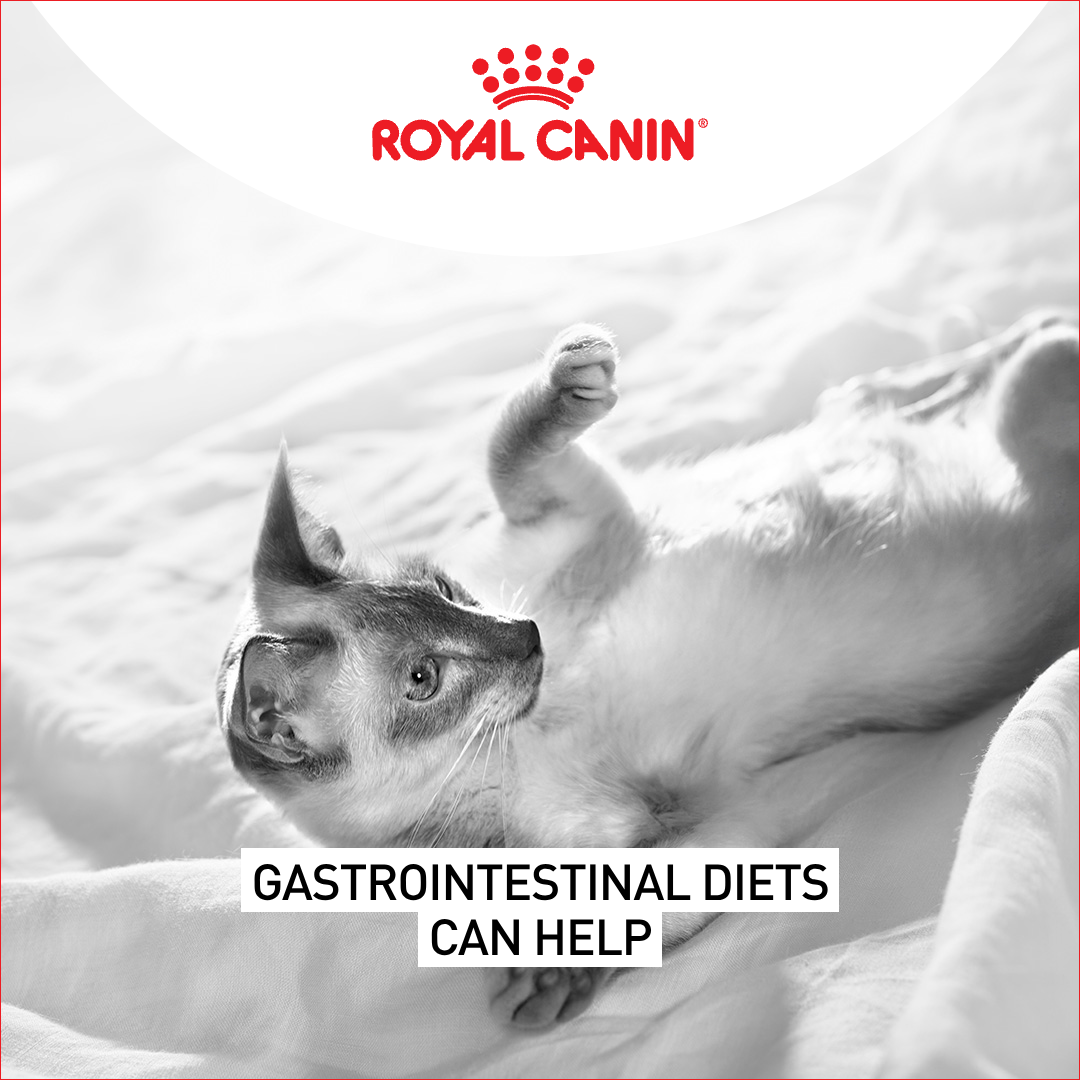 Royal Canin Facebook ad
