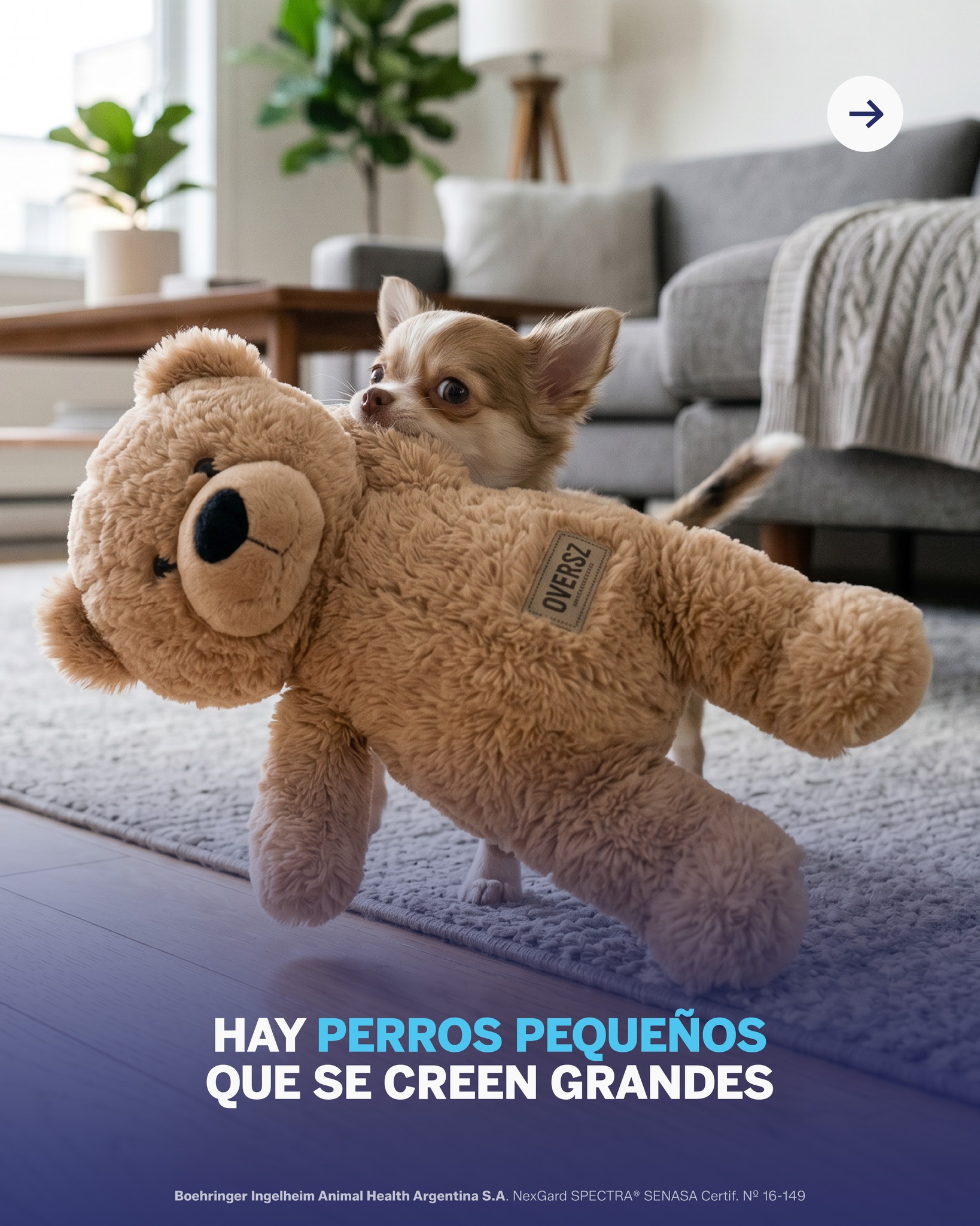 Nexgard Argentina Facebook ad: No importa si te ocupa todo el sillón.o…