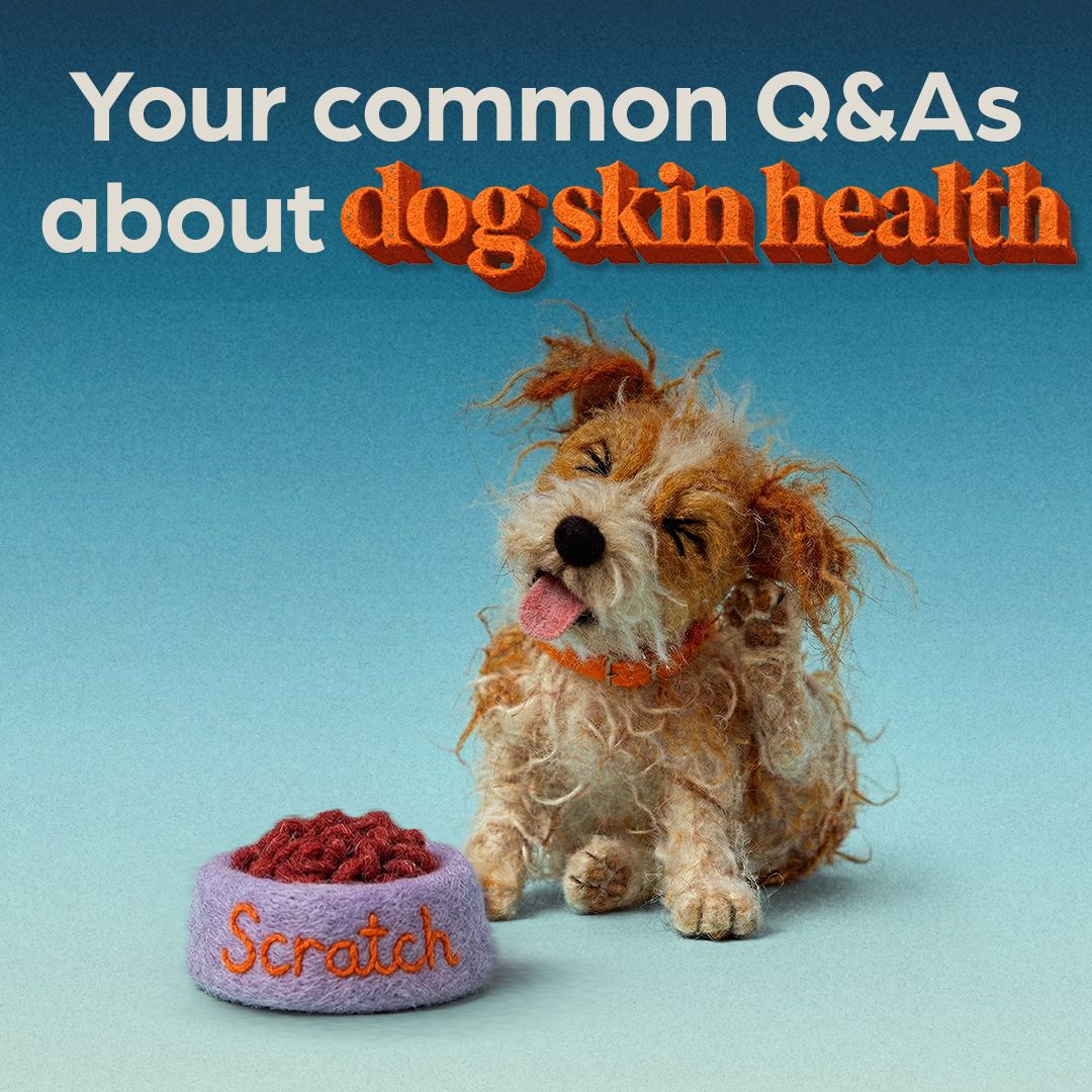 Zoetis Pets Facebook ad: Spot signs of 'Scratch' in your dog?