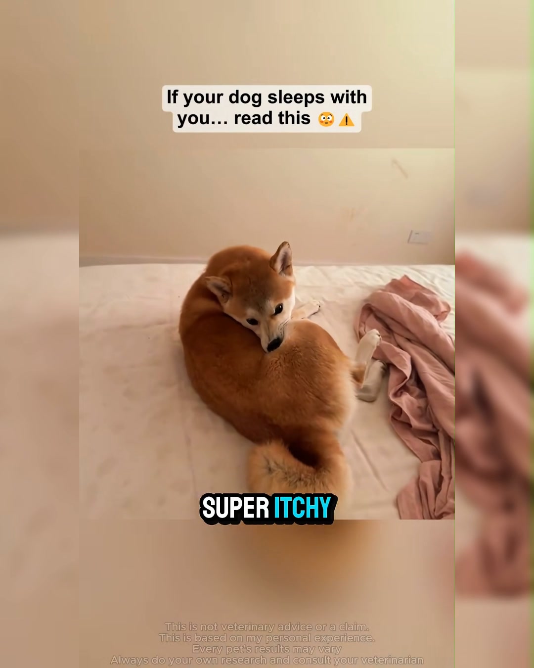 Puainta Pets Facebook ad: Simple Support for Skin Comfort