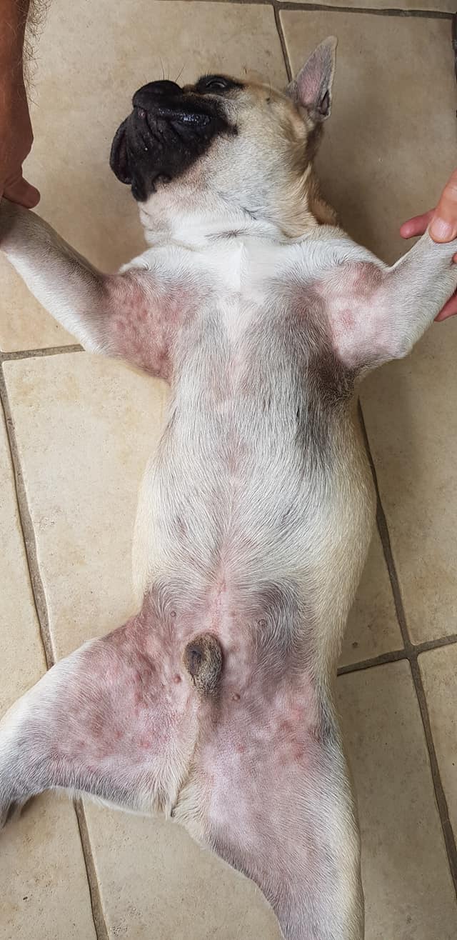 The Healthy Pet Parent Facebook ad