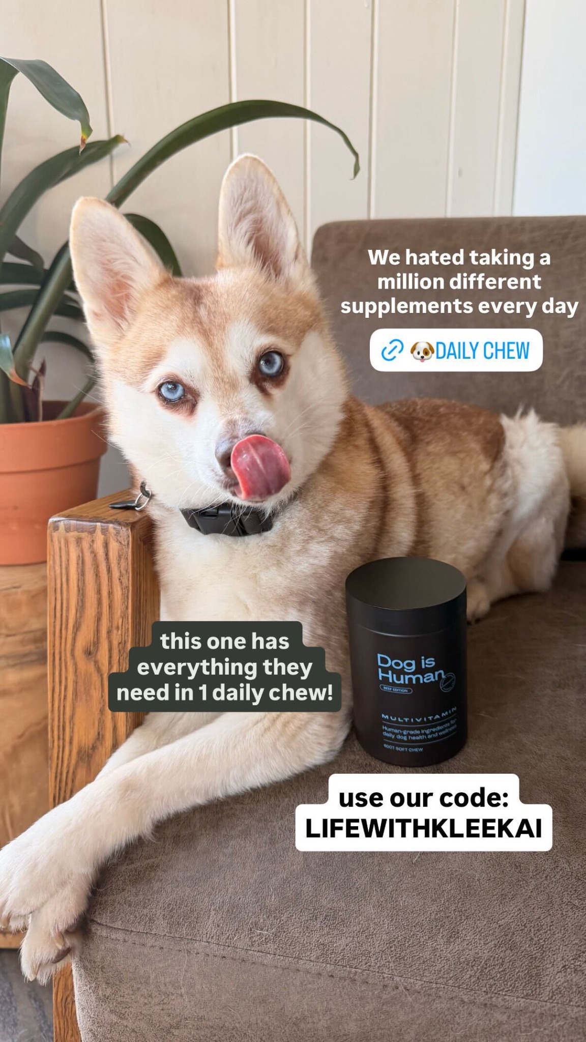 Dog is Human Facebook ad