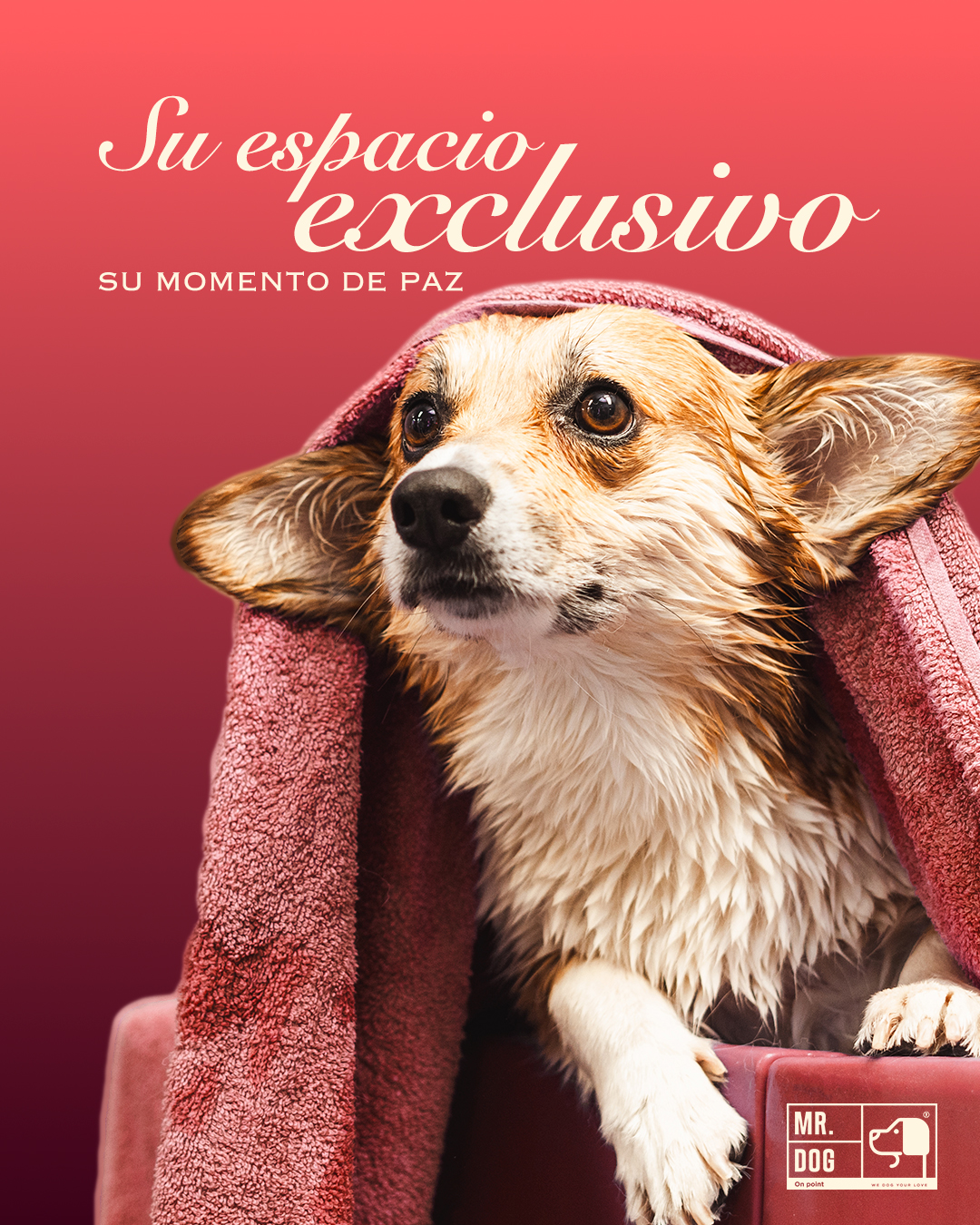 Mr. Dog on Point Facebook ad: ¿Tu perrito sufre cada vez que toca ir…