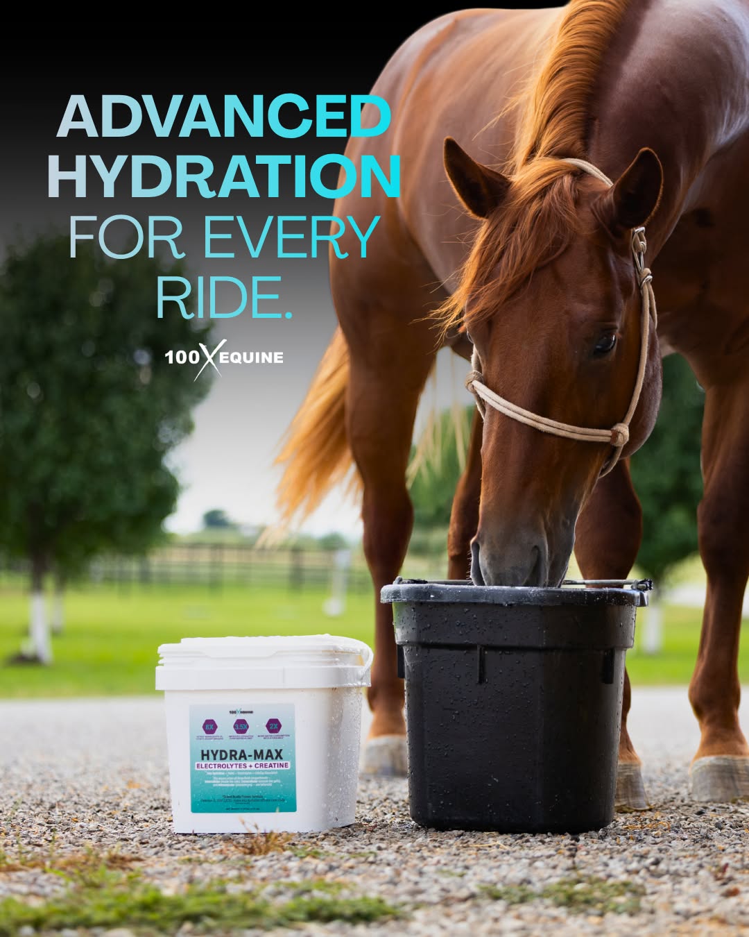 100X Equine Facebook ad