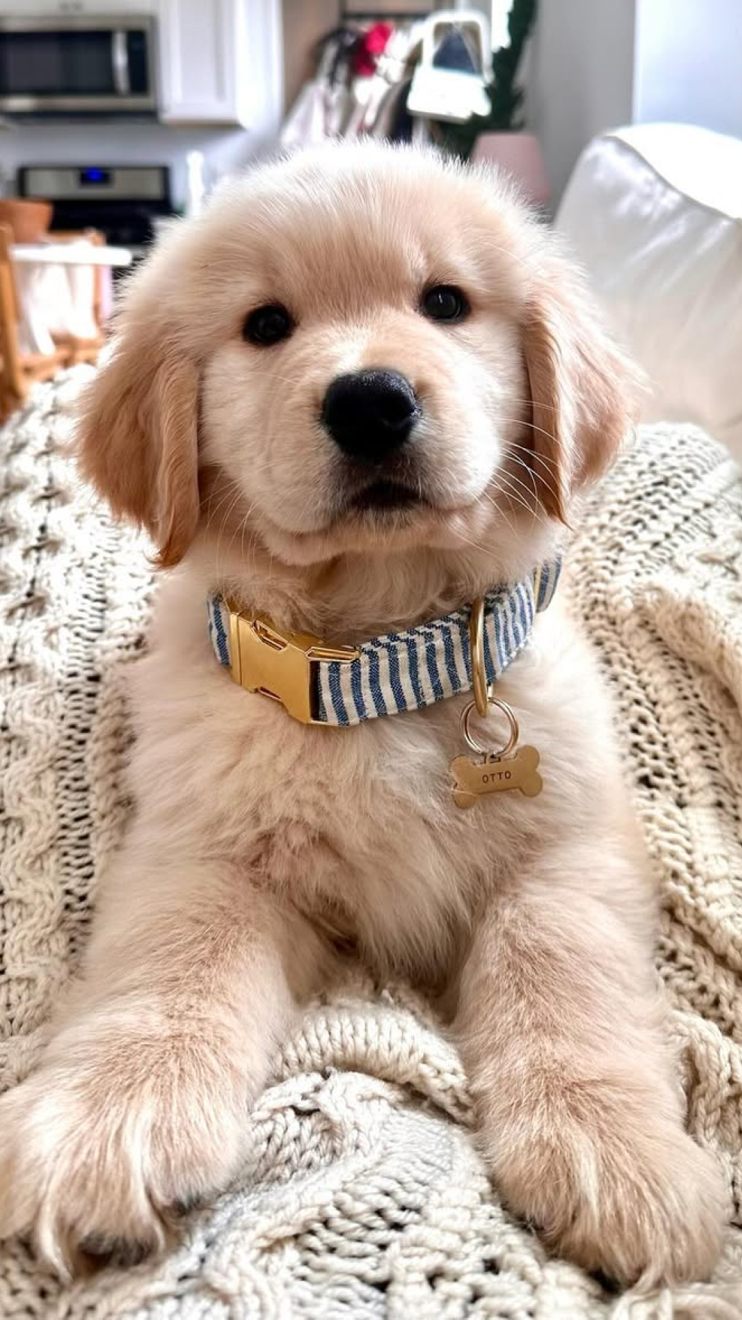 The Foggy Dog Facebook ad