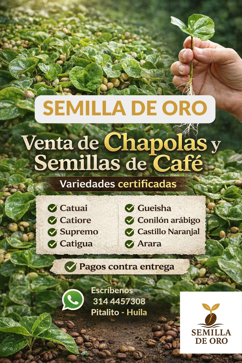 Semilla de Oro Facebook ad: ¿Va a sembrar café?