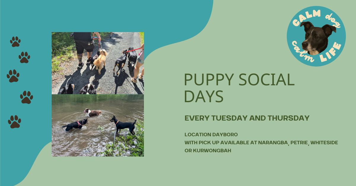 Calm Dog Tips Facebook ad: Puppy Social Days - Dayboro