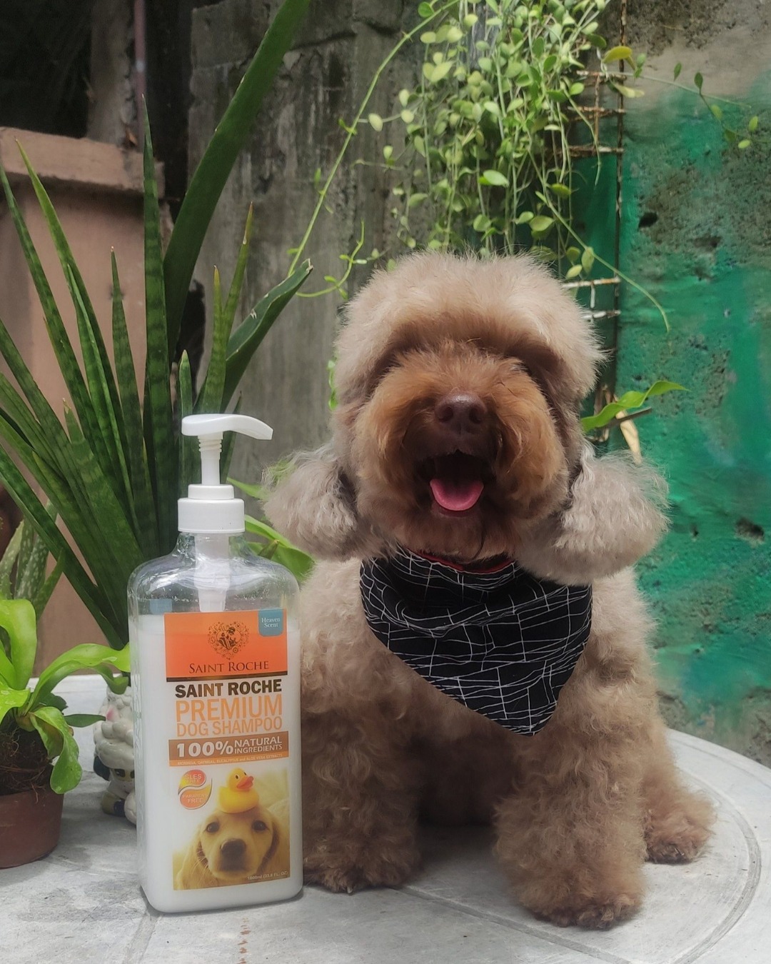 Saint Roche Premium Dog Shampoo Facebook ad