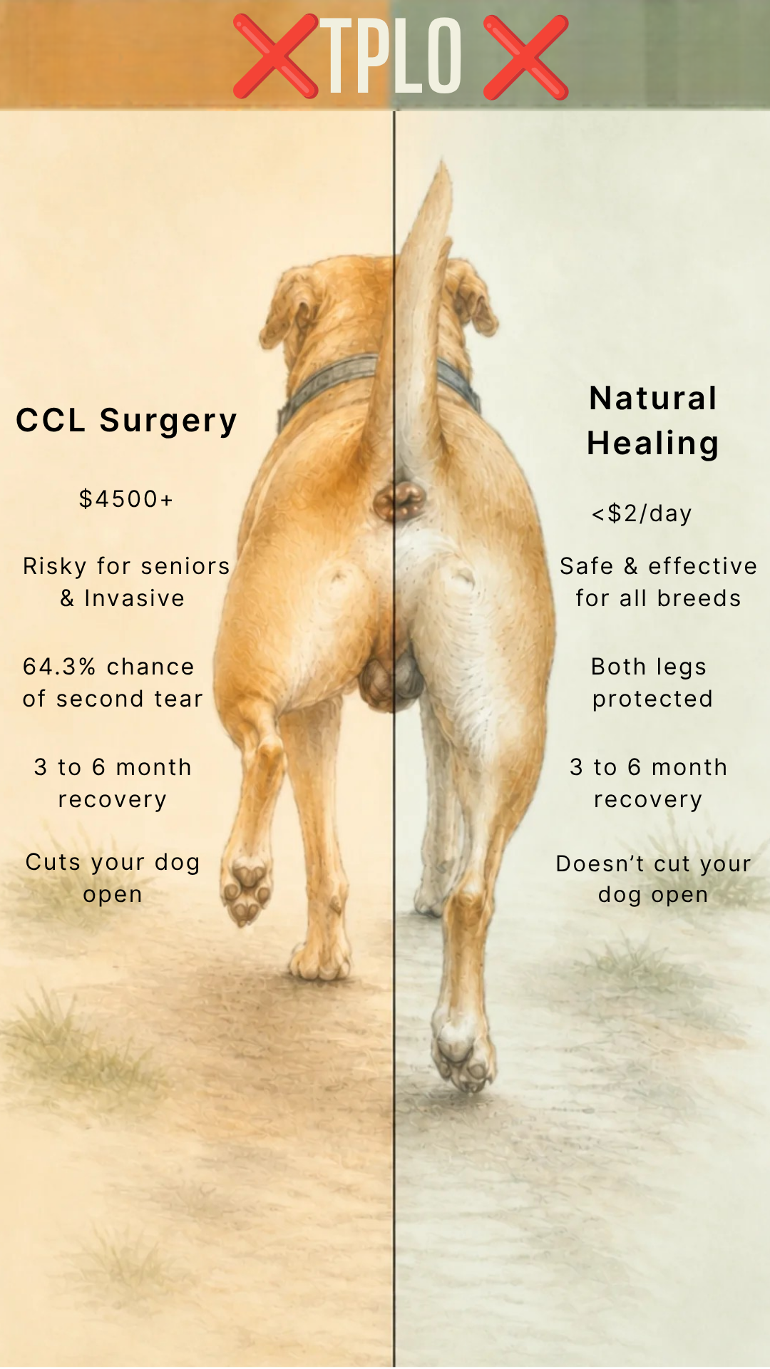 Paw Pro Vet Facebook ad: Your Dog's Knee Can Heal Without Surgery. Here's What's…