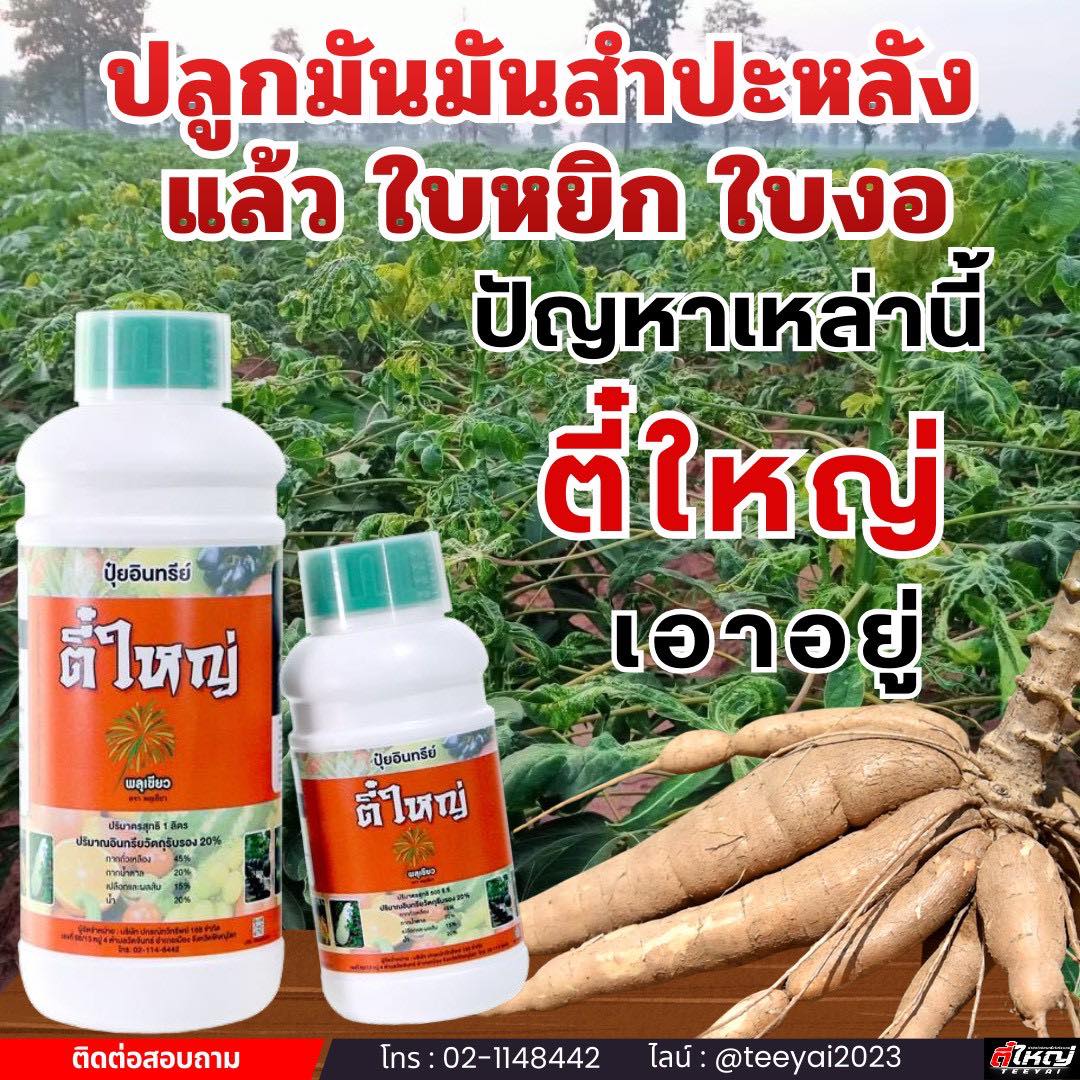 กำจัดโรคเพลี้ยไฟไรแดง โดยตี๋ใหญ่ Facebook ad: หยุดปัญหาใบหยิก มันไม่โต! กู้ชีพไร่มันด้วย ตี๋ใหญ่