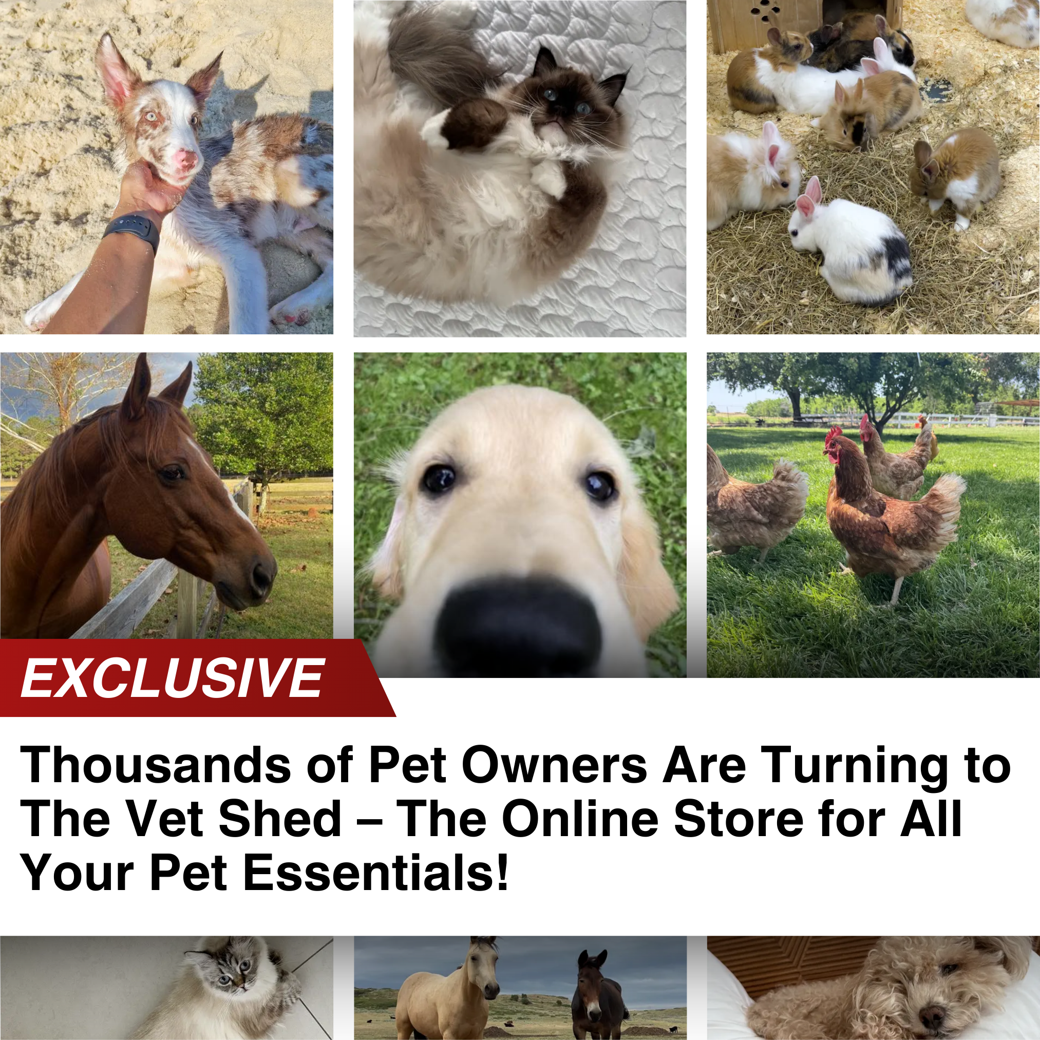 The Vet Shed - Online Pet Store Facebook ad