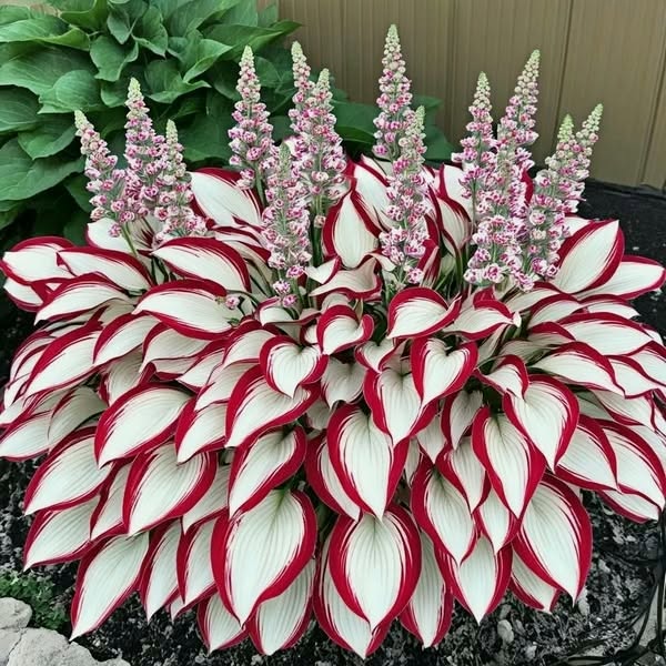 Distinctl-a Facebook ad: 2025 Special Offer Rare Hosta Seeds - Patriot